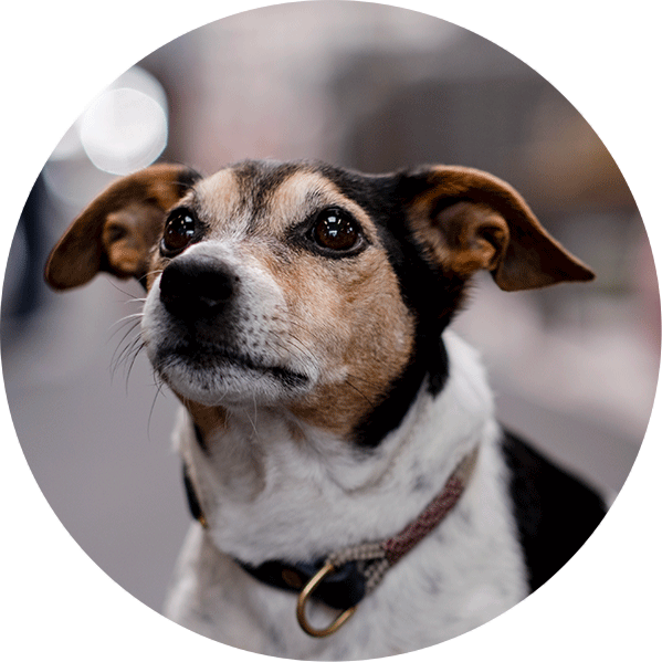 Buddy, unser Bürohund und Mitarbeiter des Monats